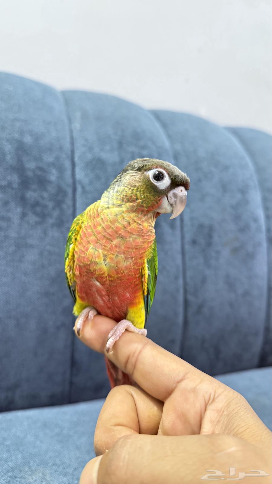 Yellow-Sided Conure Parrots64621129808513110