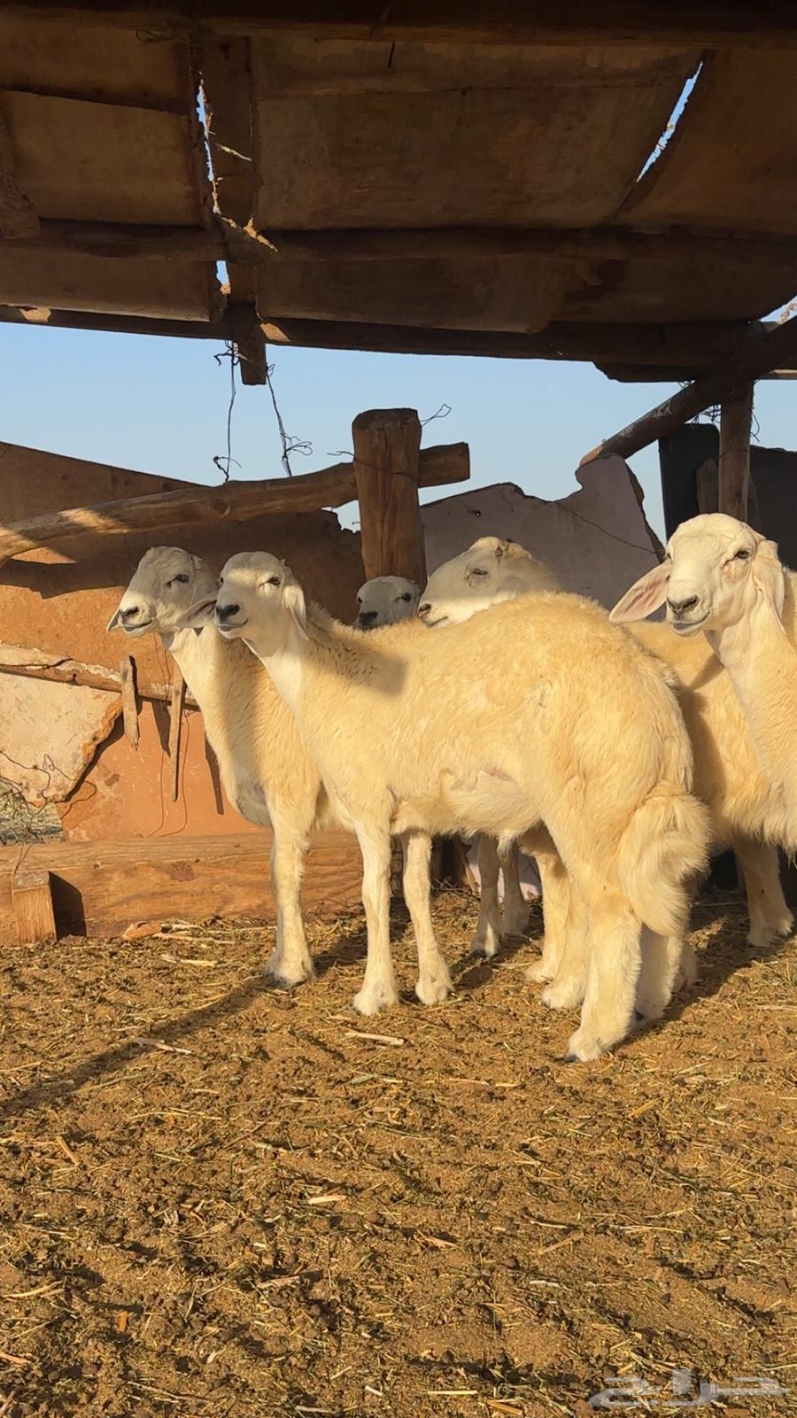 طليان حري فاخره ثلاجه ولضيوف64620855110274110