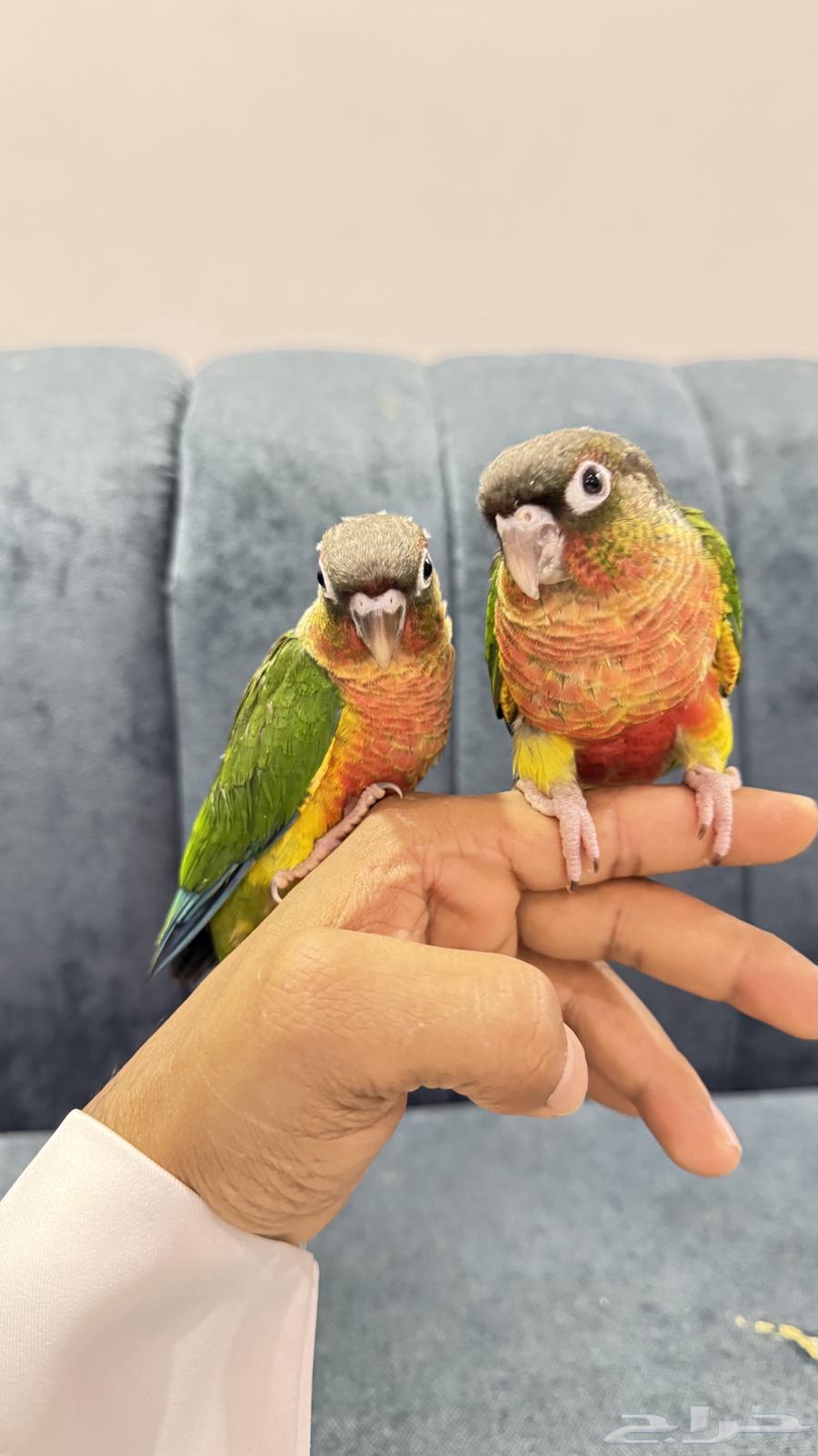 Yellow-Sided Conure Parrots64621129808513113