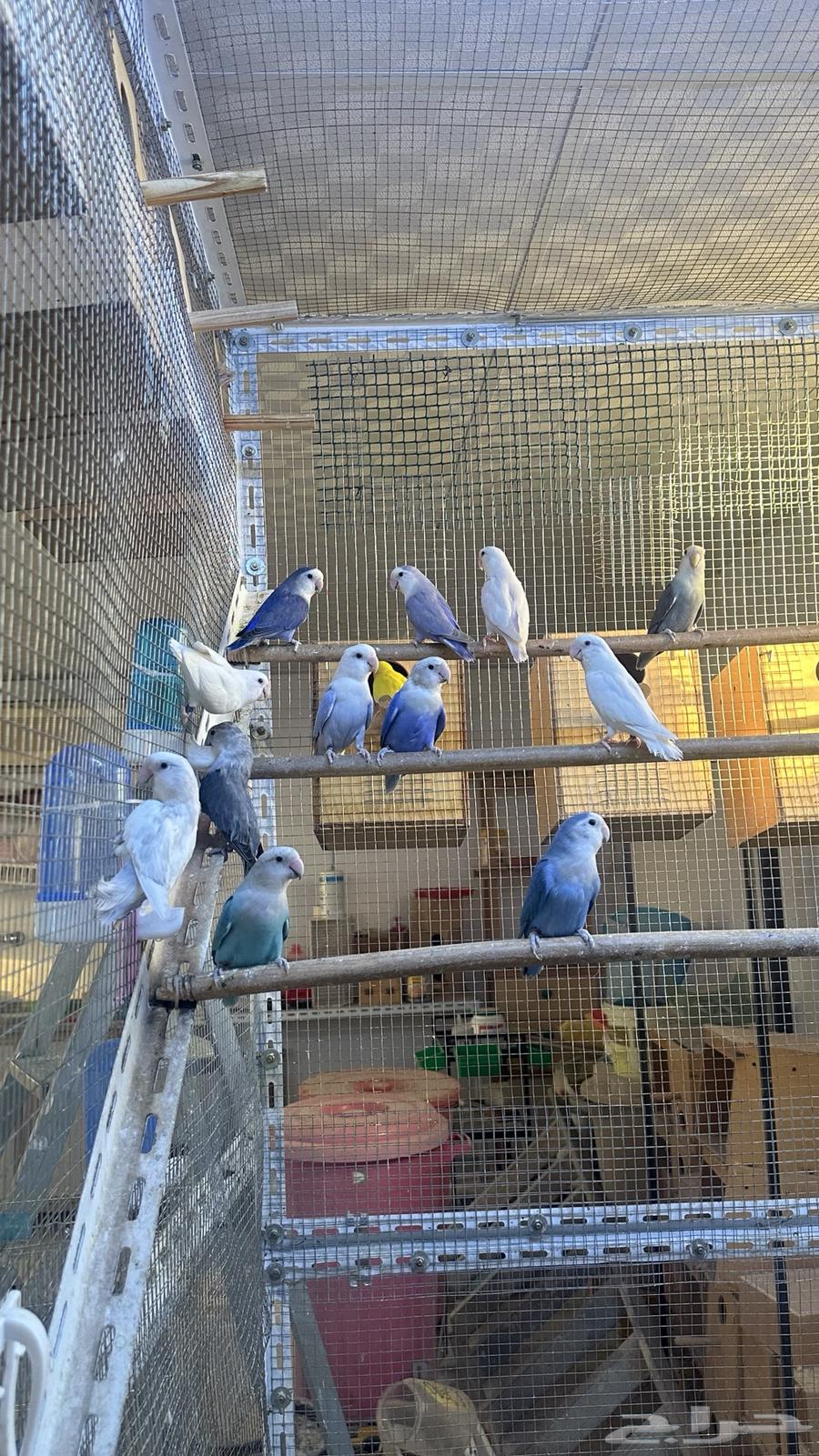 Premium Date Boxes – Excellent Quality Levels64626175984513110