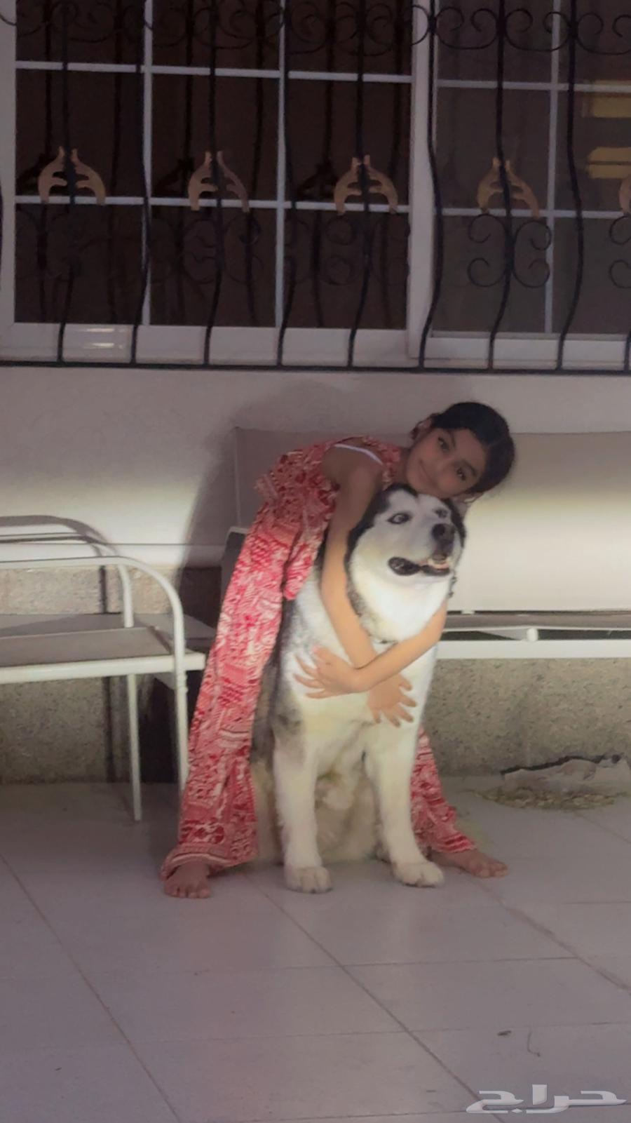 كلب هاسكي انثى للبيع64619992489089110