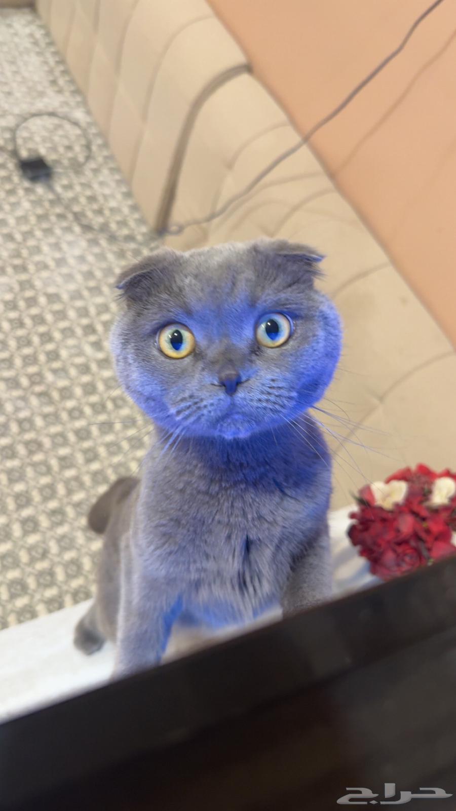 Enough, I'm a Scottish Fold64534057273089111