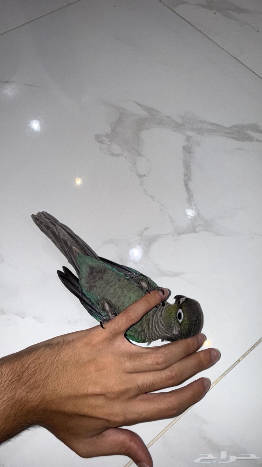 فرخ كنيور بلوشيك64622600270466112