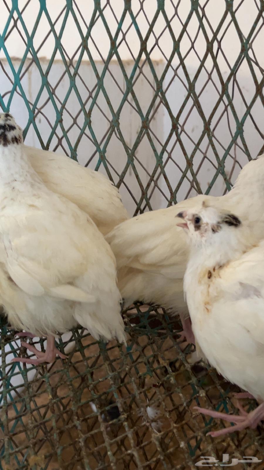 للبيع صوص سمان جنبو تاكسوس64624205485825111