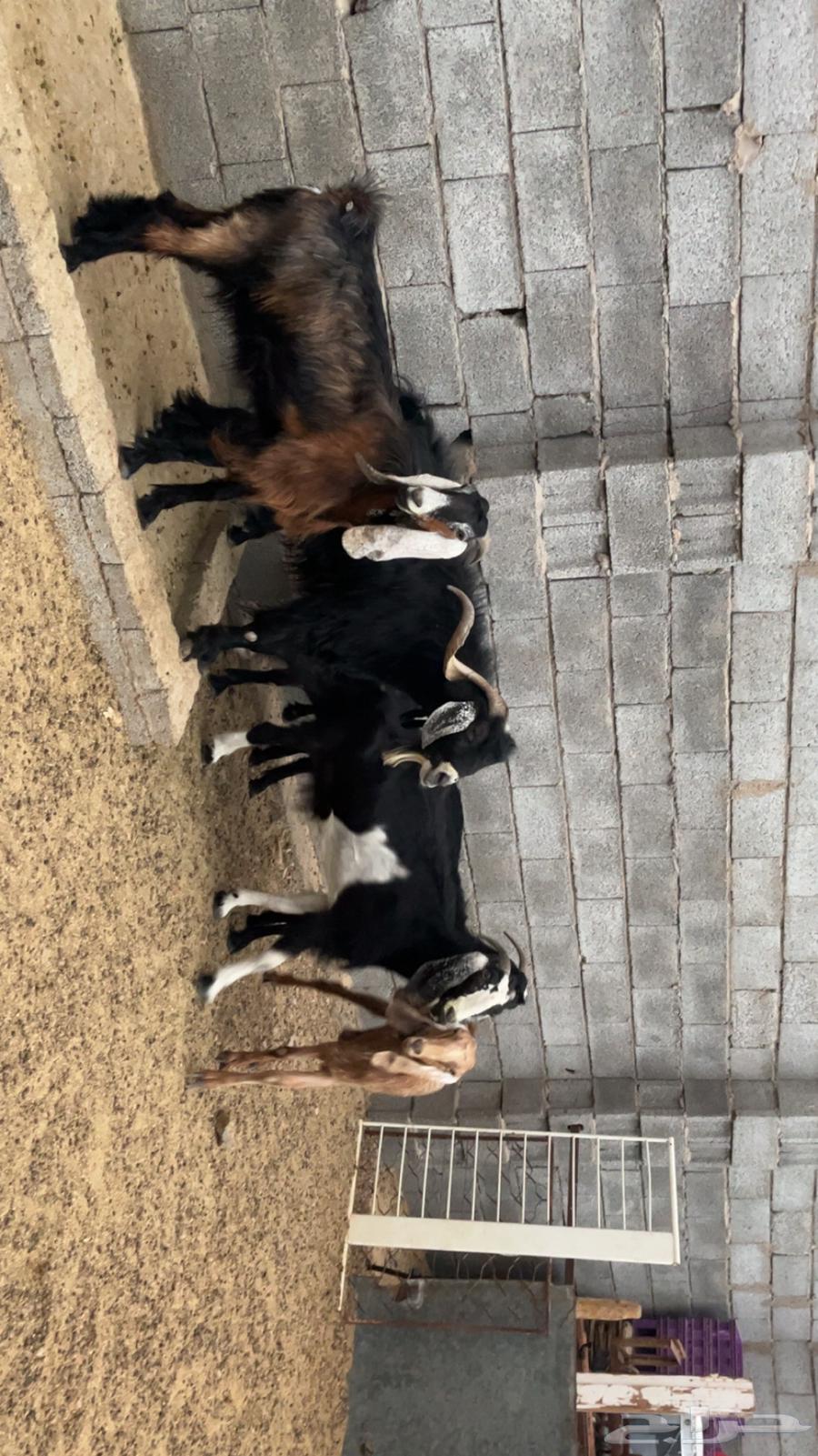 معزه للبيع64619492635906111