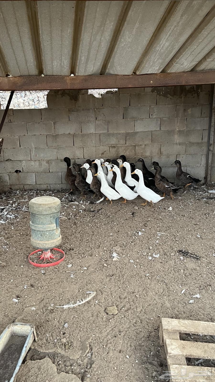 بط بكيني وشرشيري منتج64619592624129111