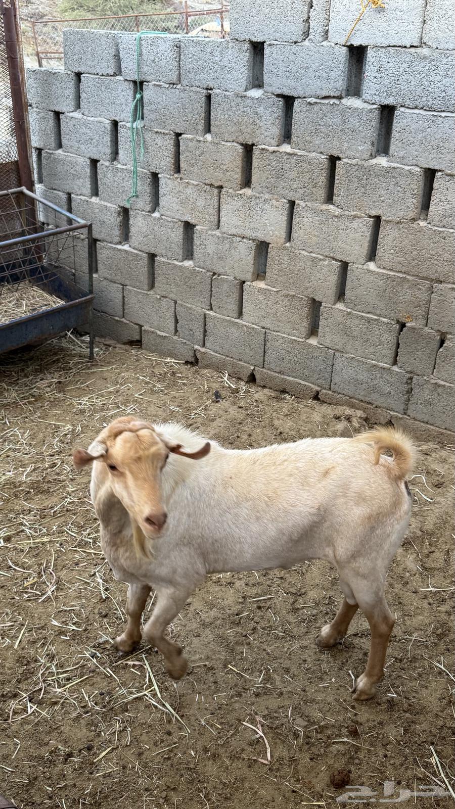 Buck goat for sale, mature, yellow color called 'Amlah'64609138327681112