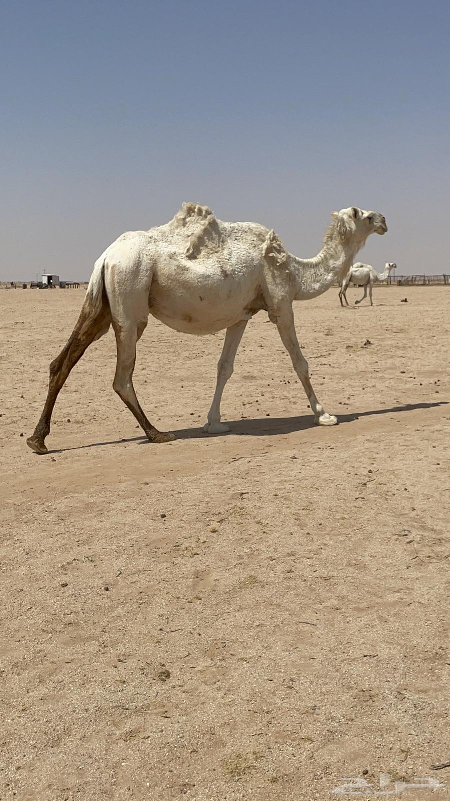 لقحات للبيع64621067603329113