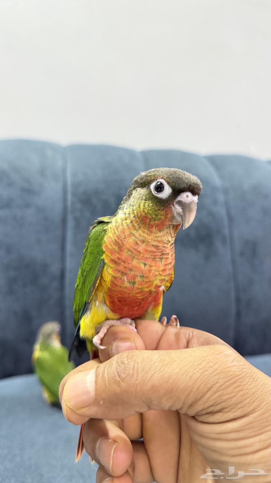 Yellow-Sided Conure Parrots64621129808513114