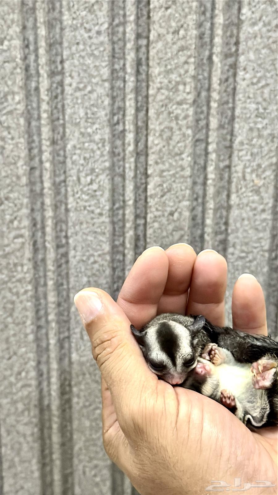 جوز سناجب   سجاب64622041826562114