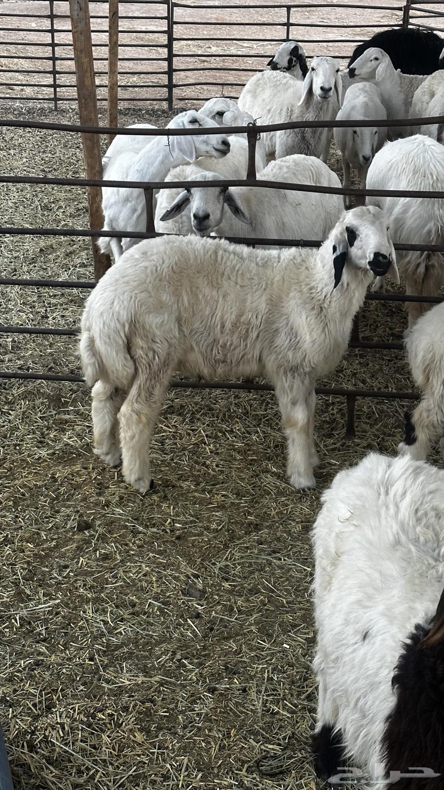 شياه 2 و خروف للبيع في ملهم64591080931458110