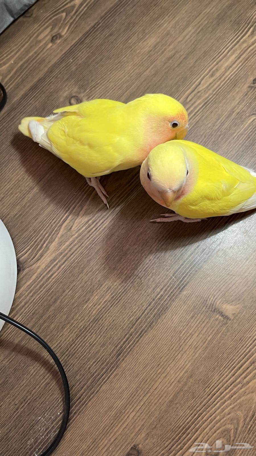 Ferocious Roosters, Weaned, Feed Themselves64623368662402111