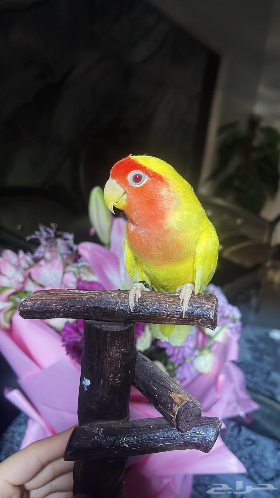 للبيع ببغاء الروز الأليف64618949728771113