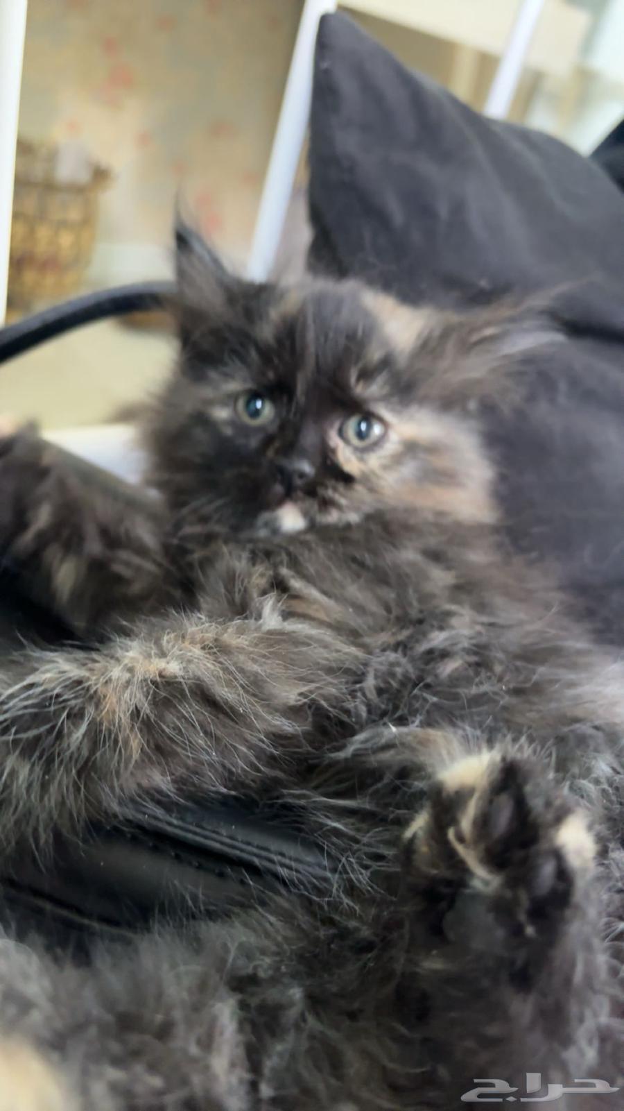 قطط شرازي للبيع64621817166978111