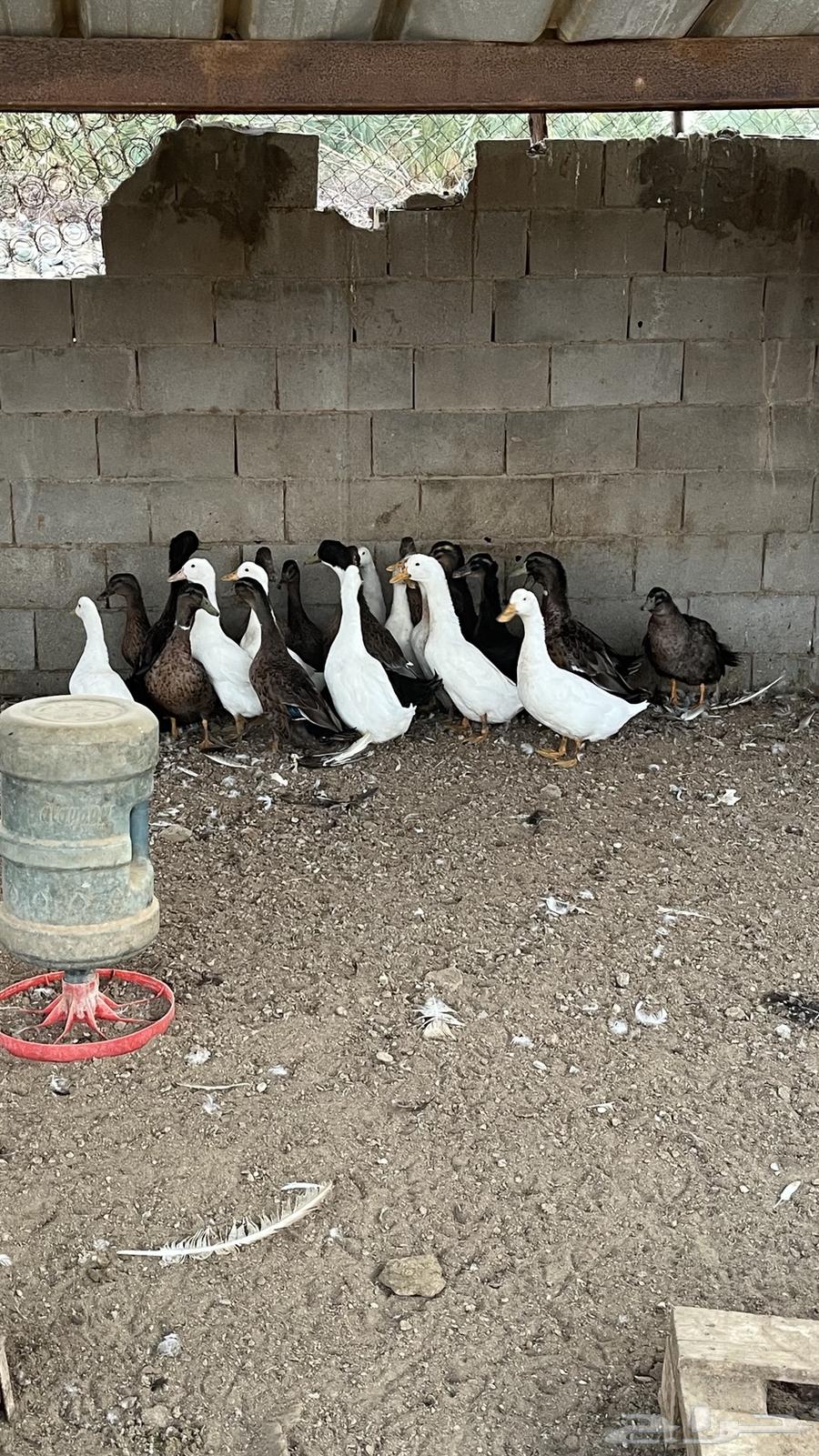 بط بكيني وشرشيري منتج64619592624129110