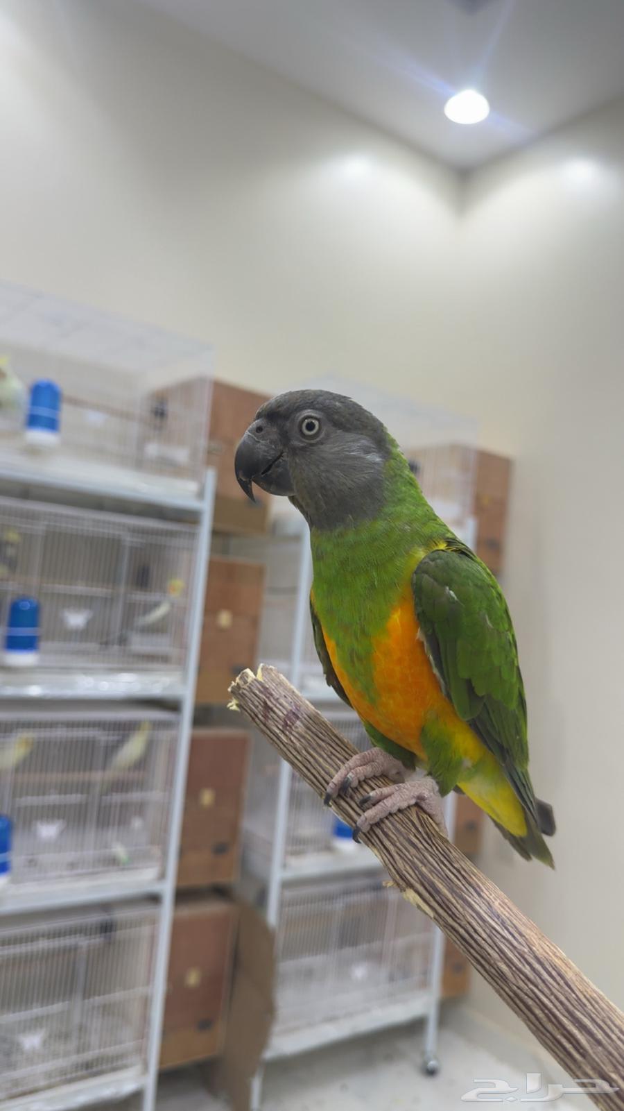 ببغاء سينغالي ( يوجد تابي وتمارا )64622450621057111