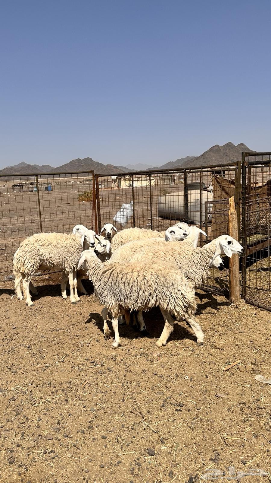 رخال بفحلها تم البيع بفضل الله تابع العضويه ليصلك كل جديد64619229736193113