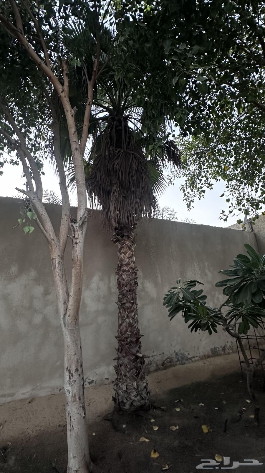 نخل واشنطن طويل64620830190721112