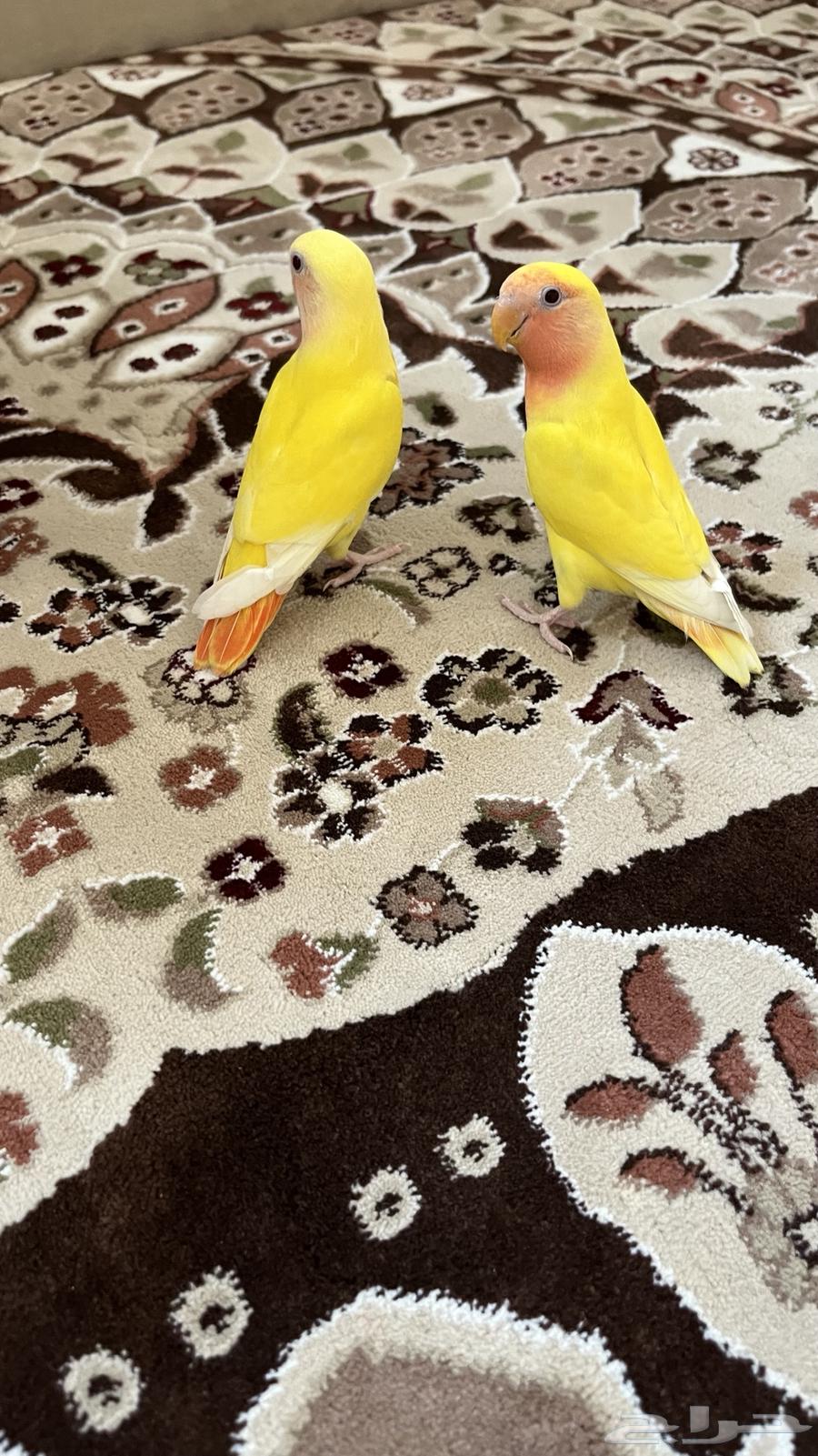 Ferocious Roosters, Weaned, Feed Themselves64623368662402113