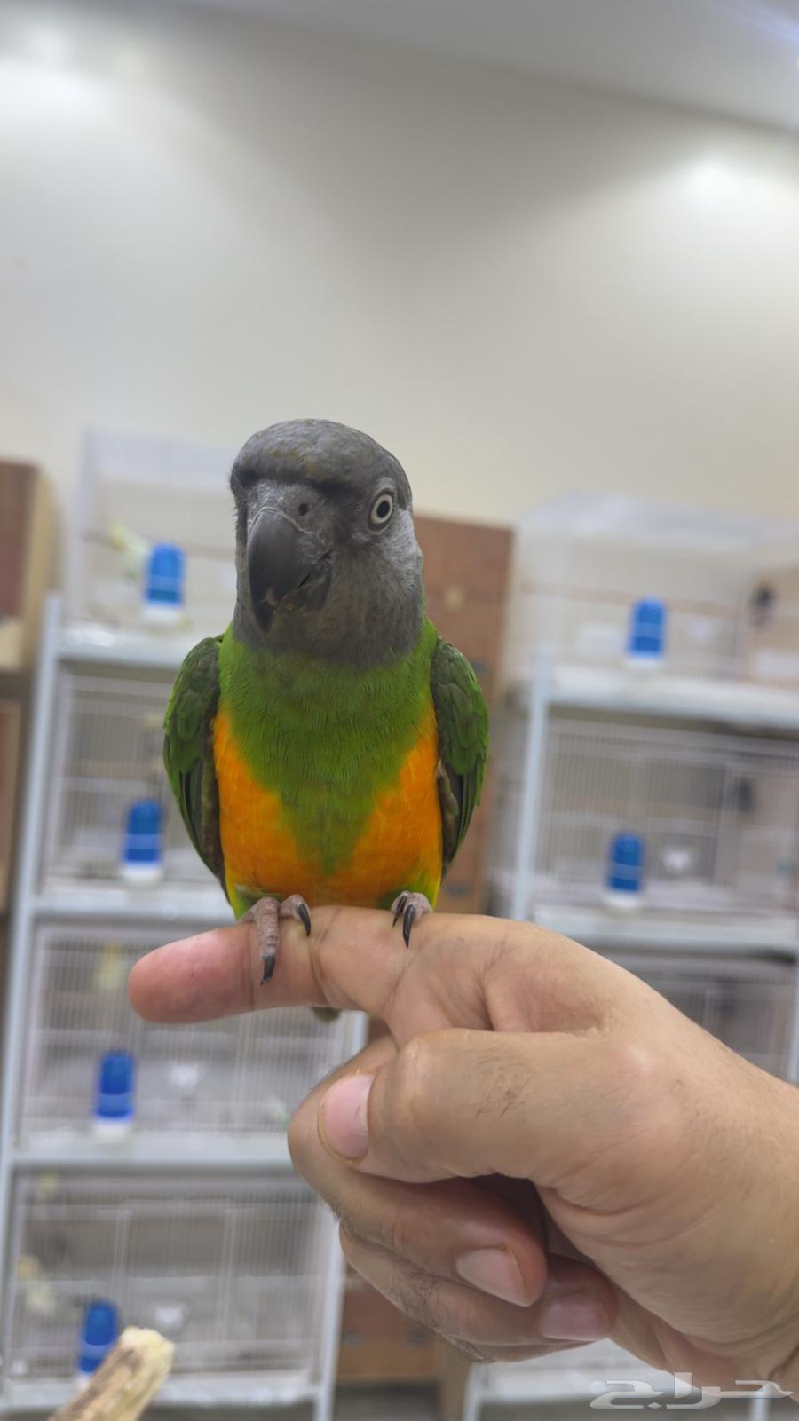 ببغاء سينغالي ( يوجد تابي وتمارا )64622450621057113