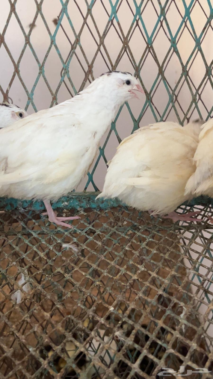 للبيع صوص سمان جنبو تاكسوس64624205485825112