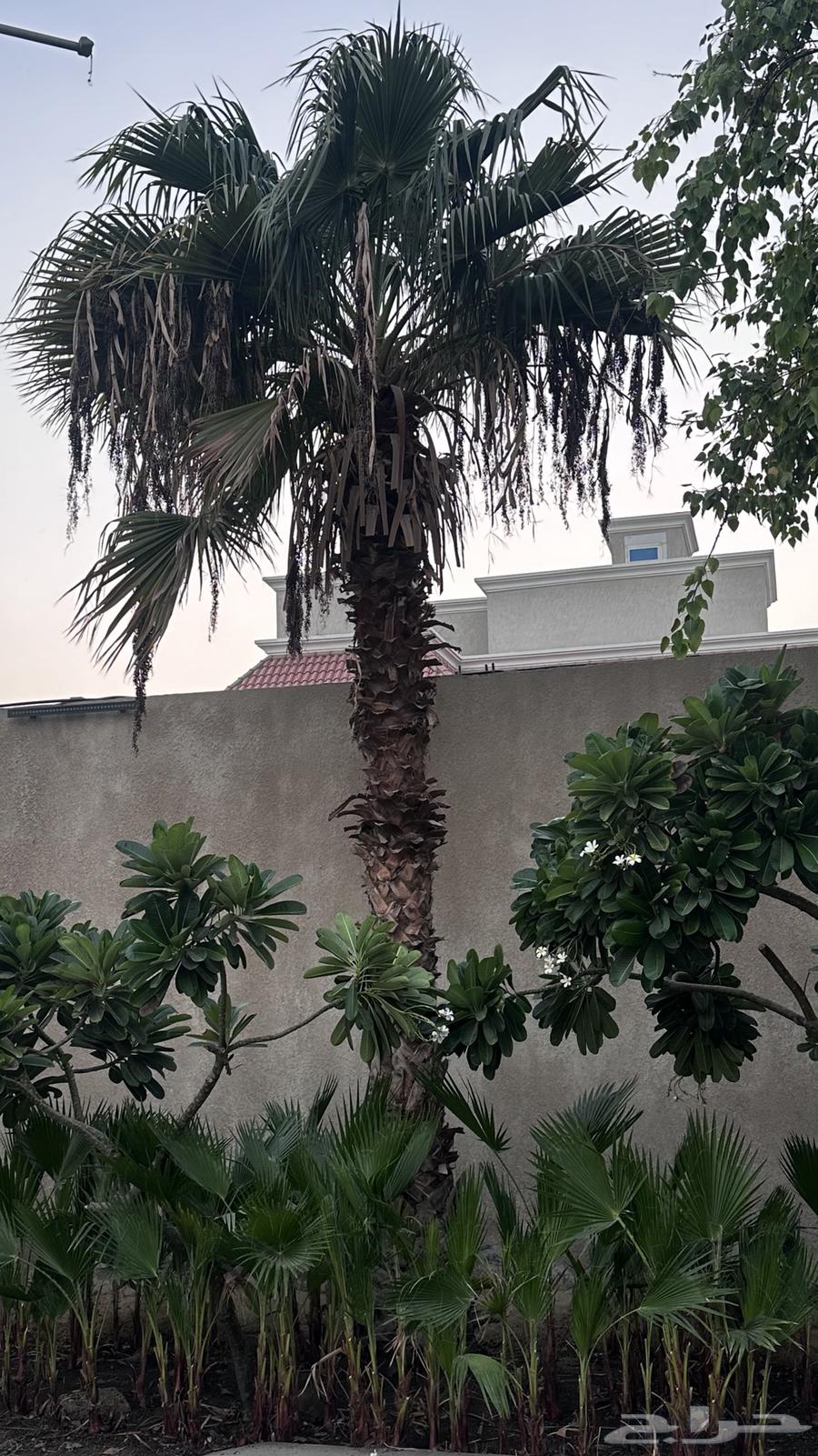 نخل واشنطن طويل64620830190721110