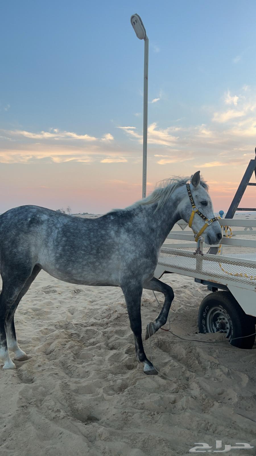 فرس شعبية شيخة64624450110210111