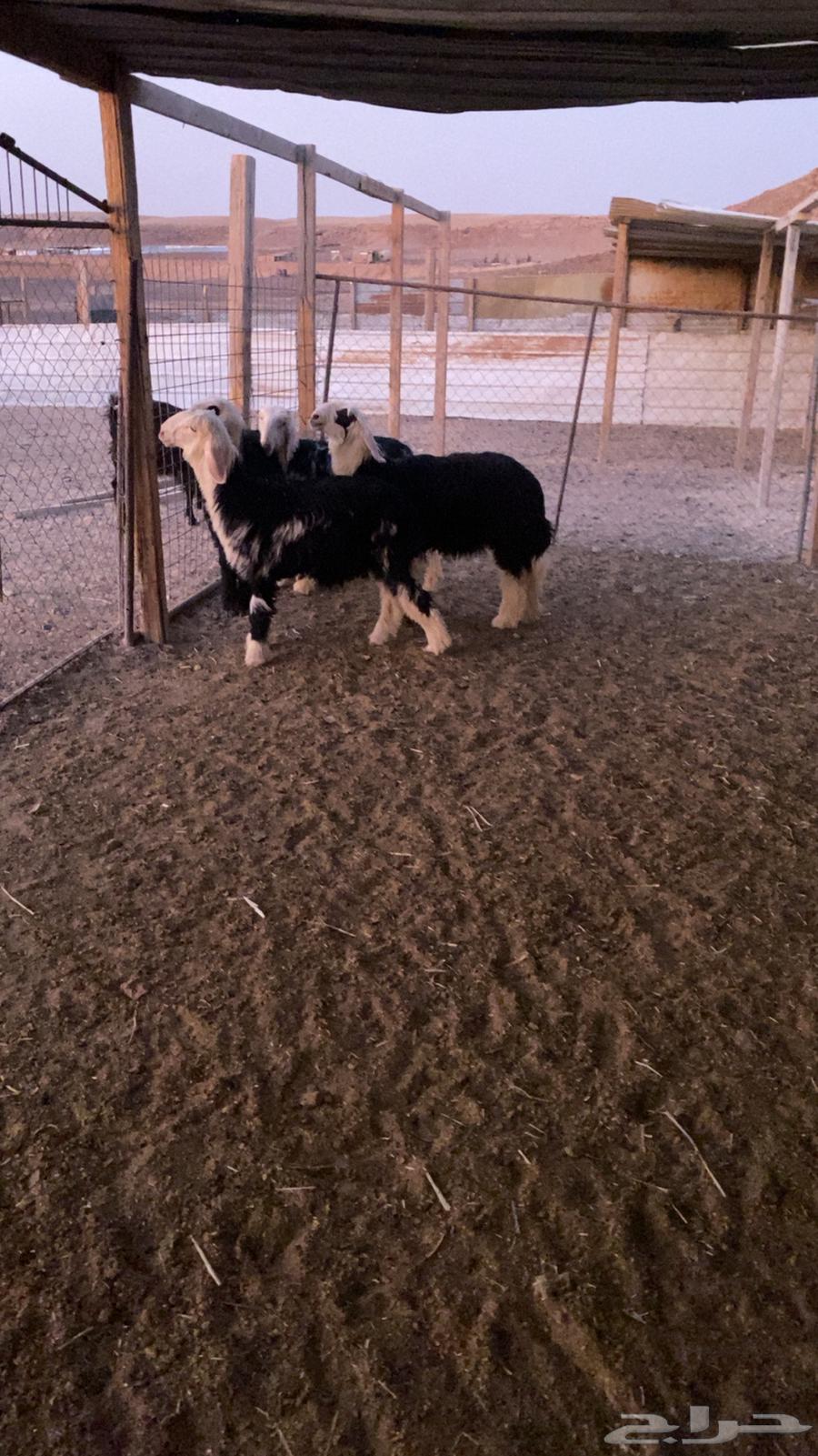 حياكم الله عملائنا الكرام ذبايح خرفان - رخال - تيوس64618514520067112