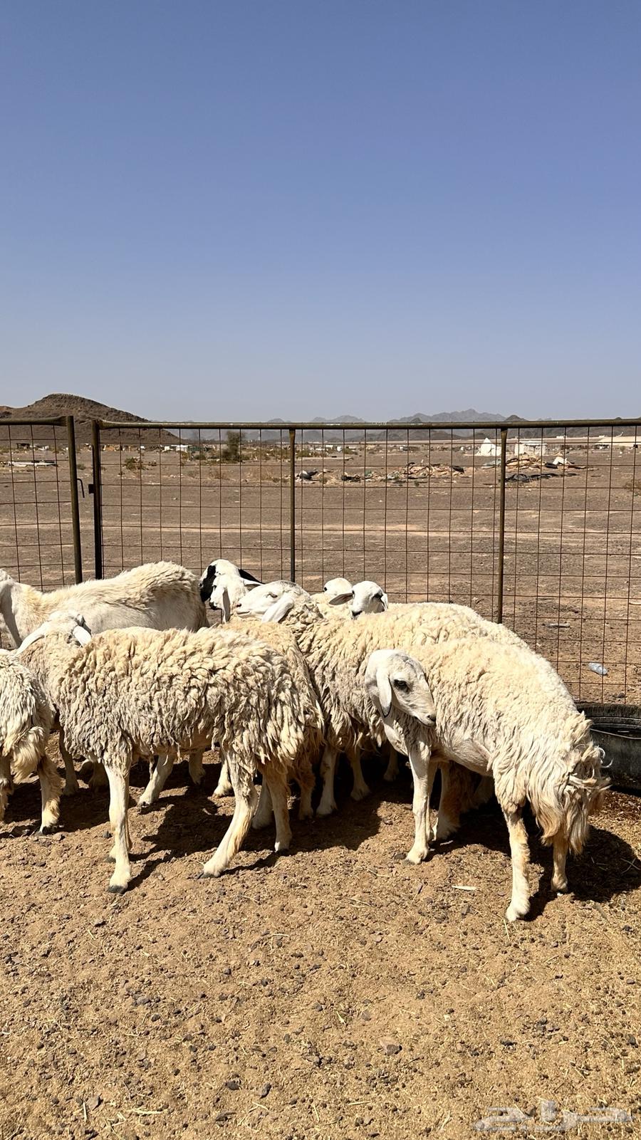 رخال بفحلها تم البيع بفضل الله تابع العضويه ليصلك كل جديد64619229736193111