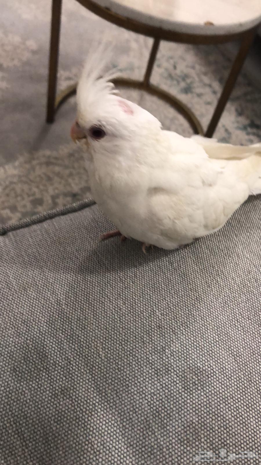 كروان البينو للبيع64622066654723110