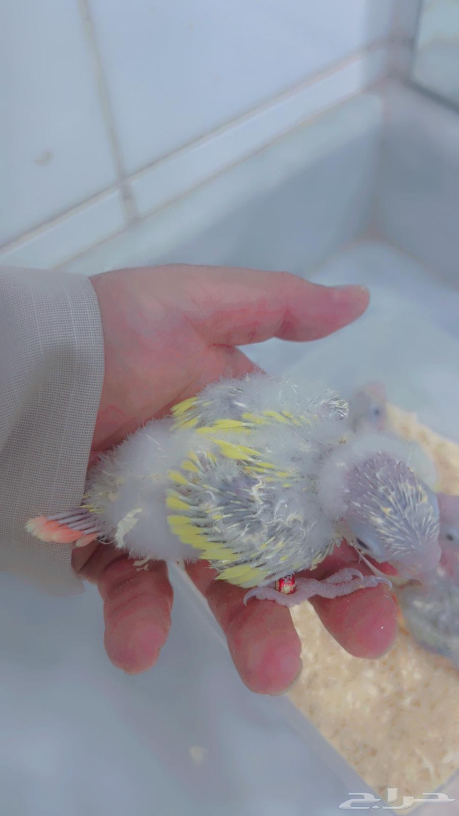 فروخ كنيور صن شك64619630237953111