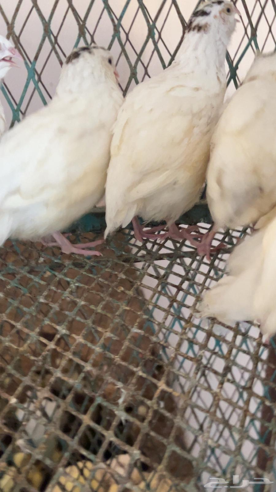 للبيع صوص سمان جنبو تاكسوس64624205485825110