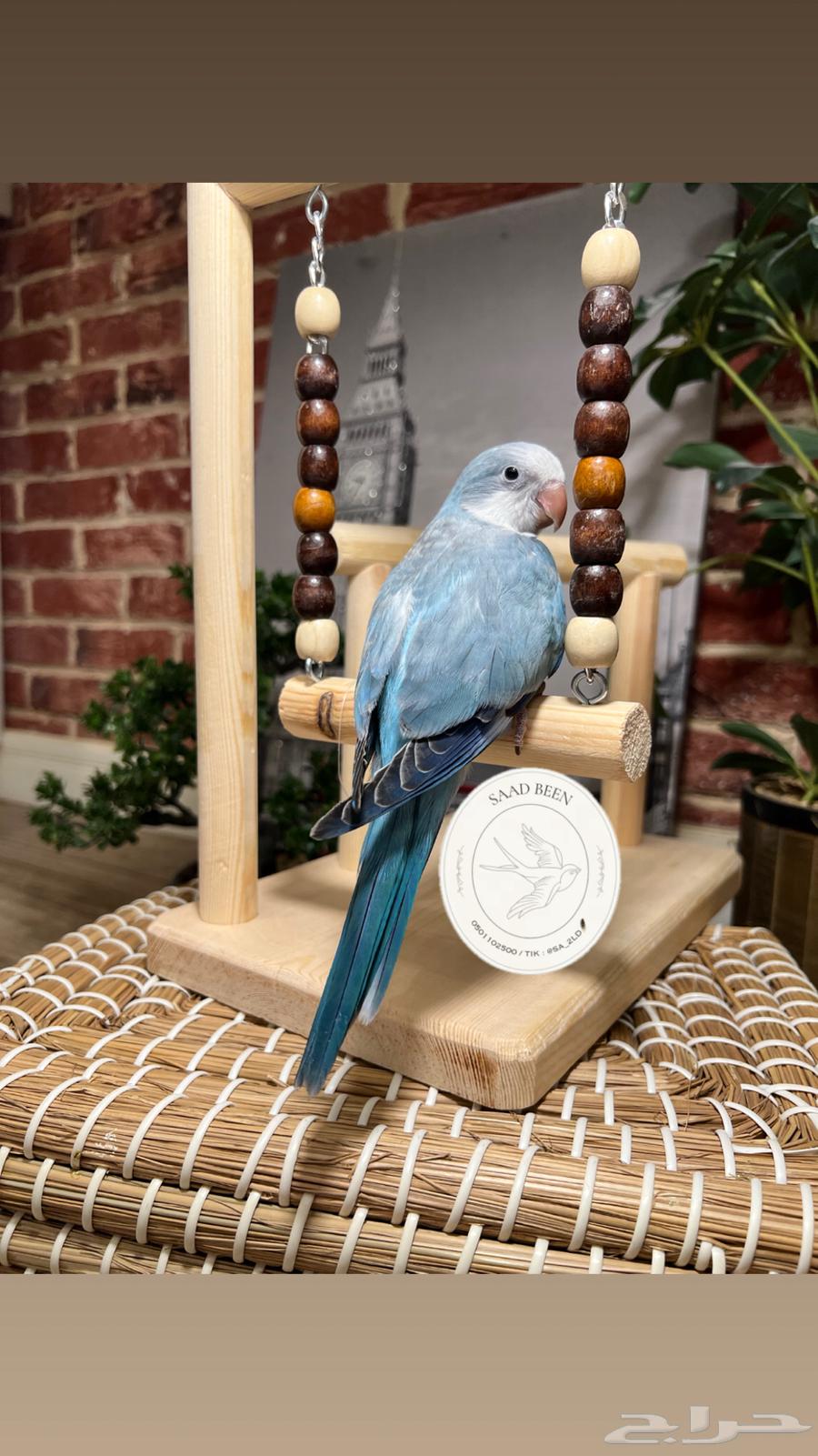 ببغاء كويكر هدد64624744549762112