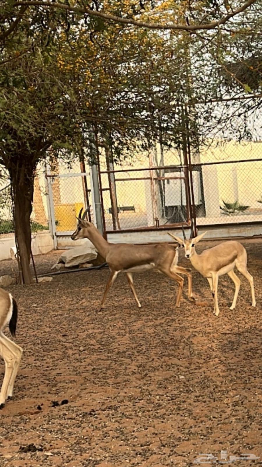 للبيع تيس64616815364226110