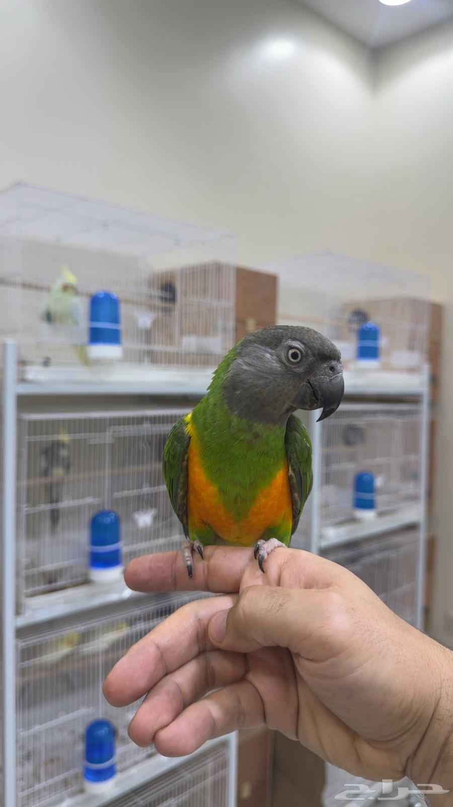 ببغاء سينغالي ( يوجد تابي وتمارا )64622450621057110