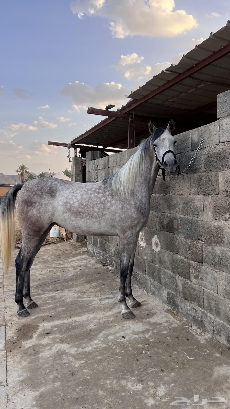 مهره عربيه شعبيه64616467828482112