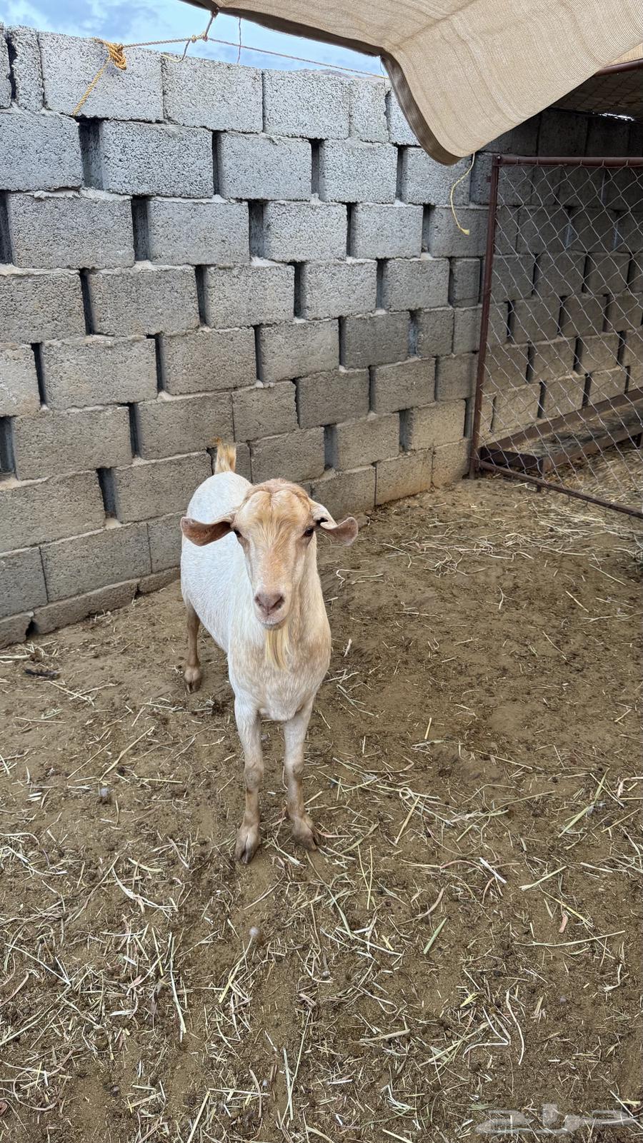 Buck goat for sale, mature, yellow color called 'Amlah'64609138327681114