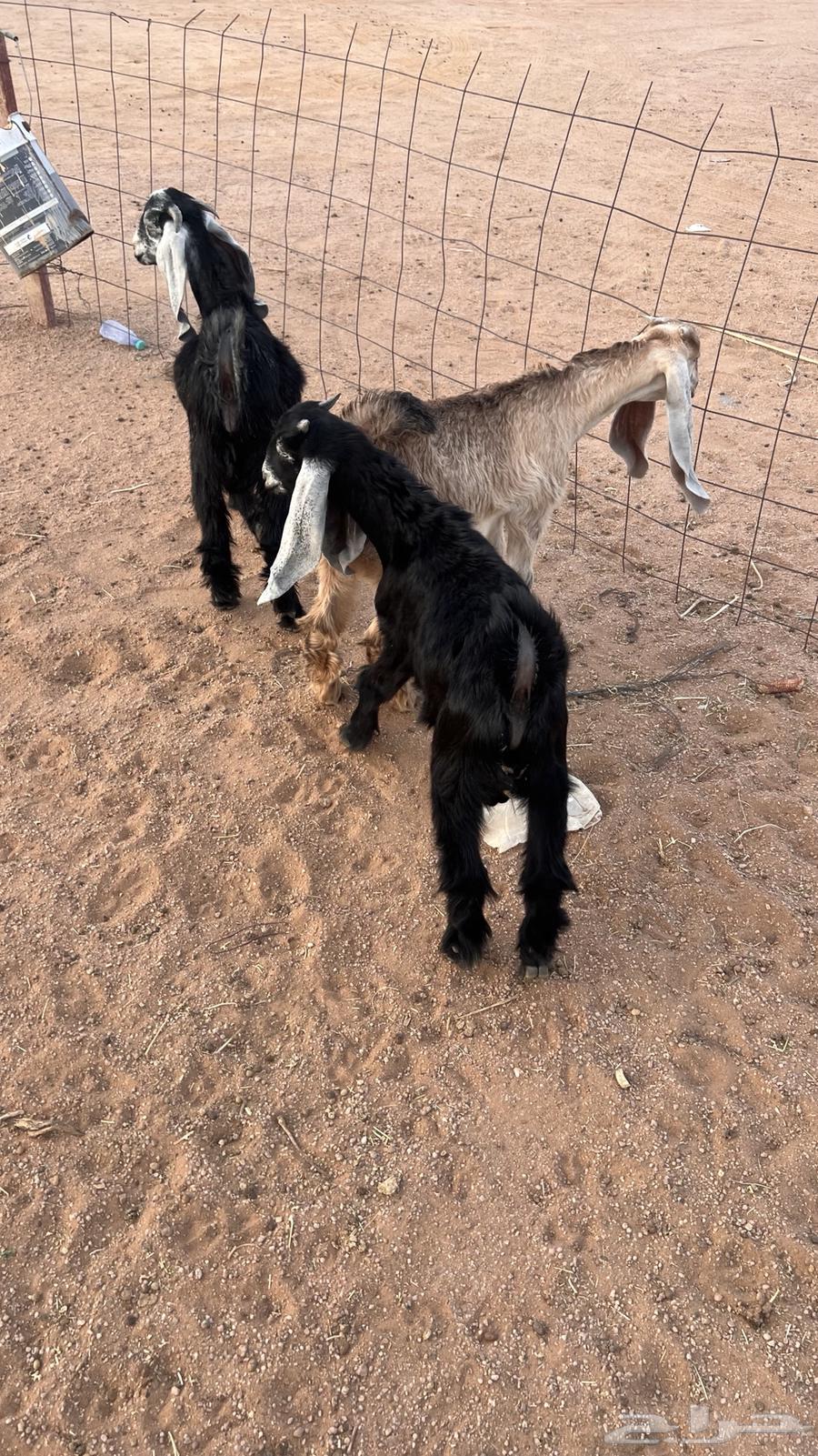 Tayous Mandi64612388219266113