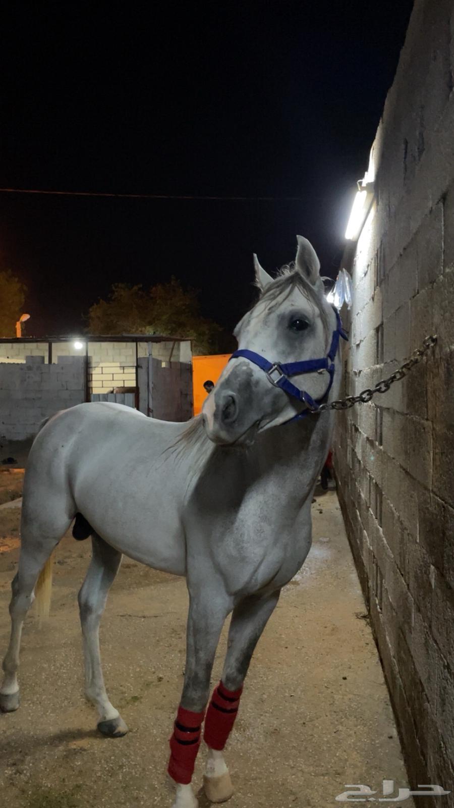 حصان شبعي للبيع هادي العمر 4الطول 6بلكات الون اصفر سليم64617163053187111