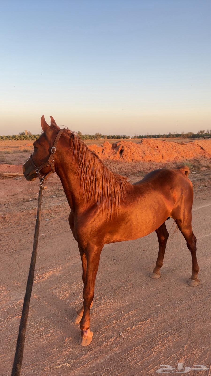 للبيع حصان شعبي جزيري64620279933187110