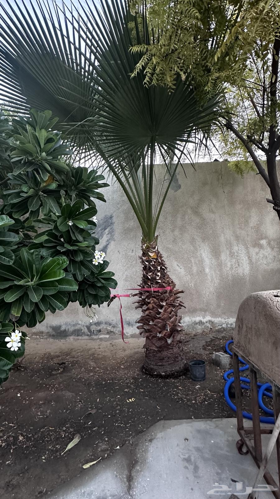 نخل واشنطن طويل64620830190721113