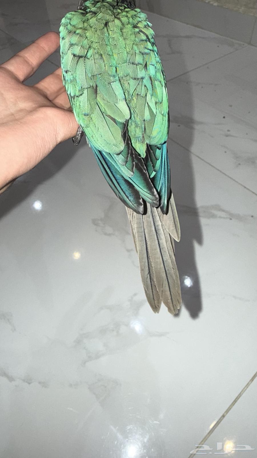 فرخ كنيور بلوشيك64622600270466114