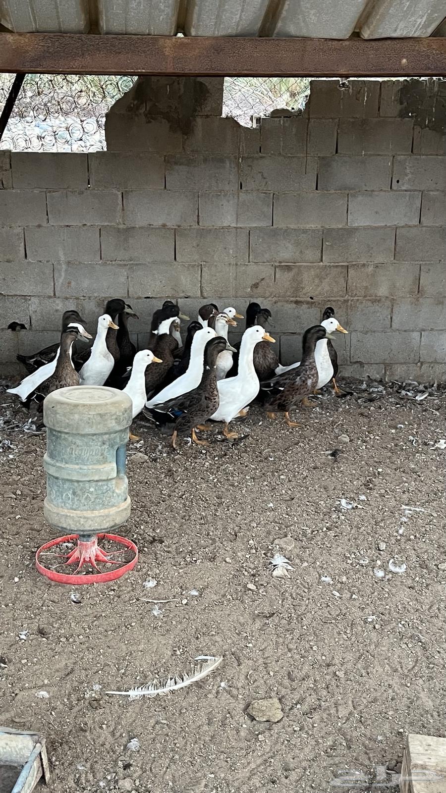 بط بكيني وشرشيري منتج64619592624129112