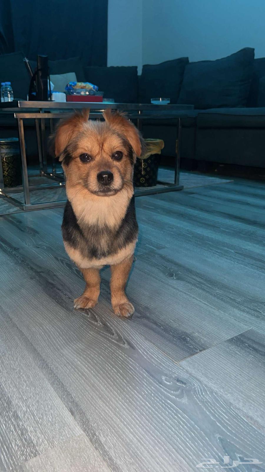 كلب للبيع64624462492289111