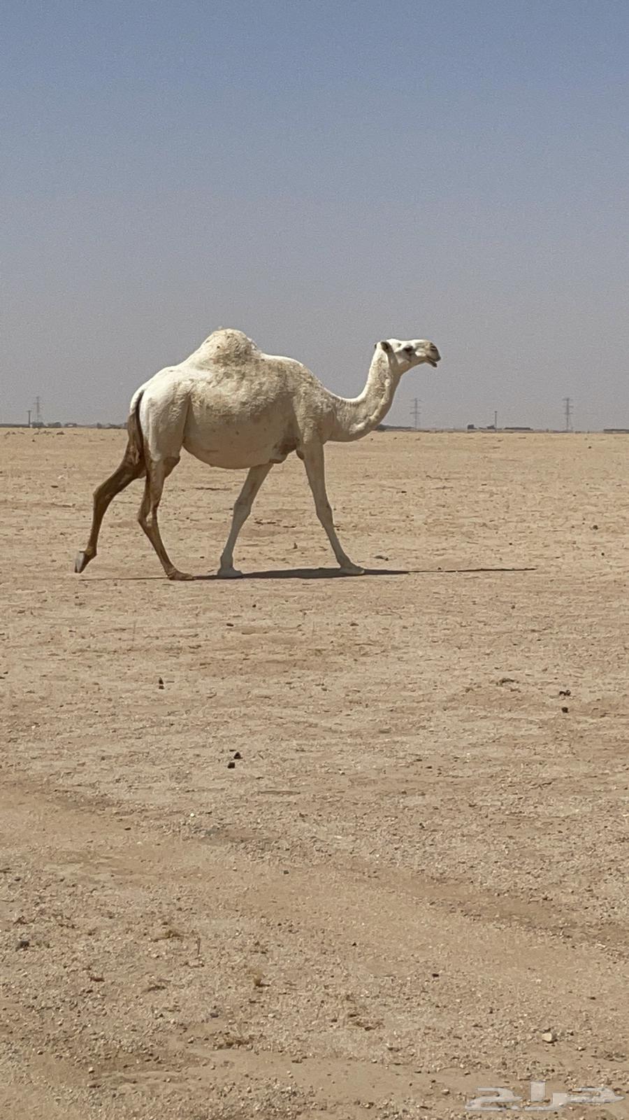 لقحات للبيع64621067603329112