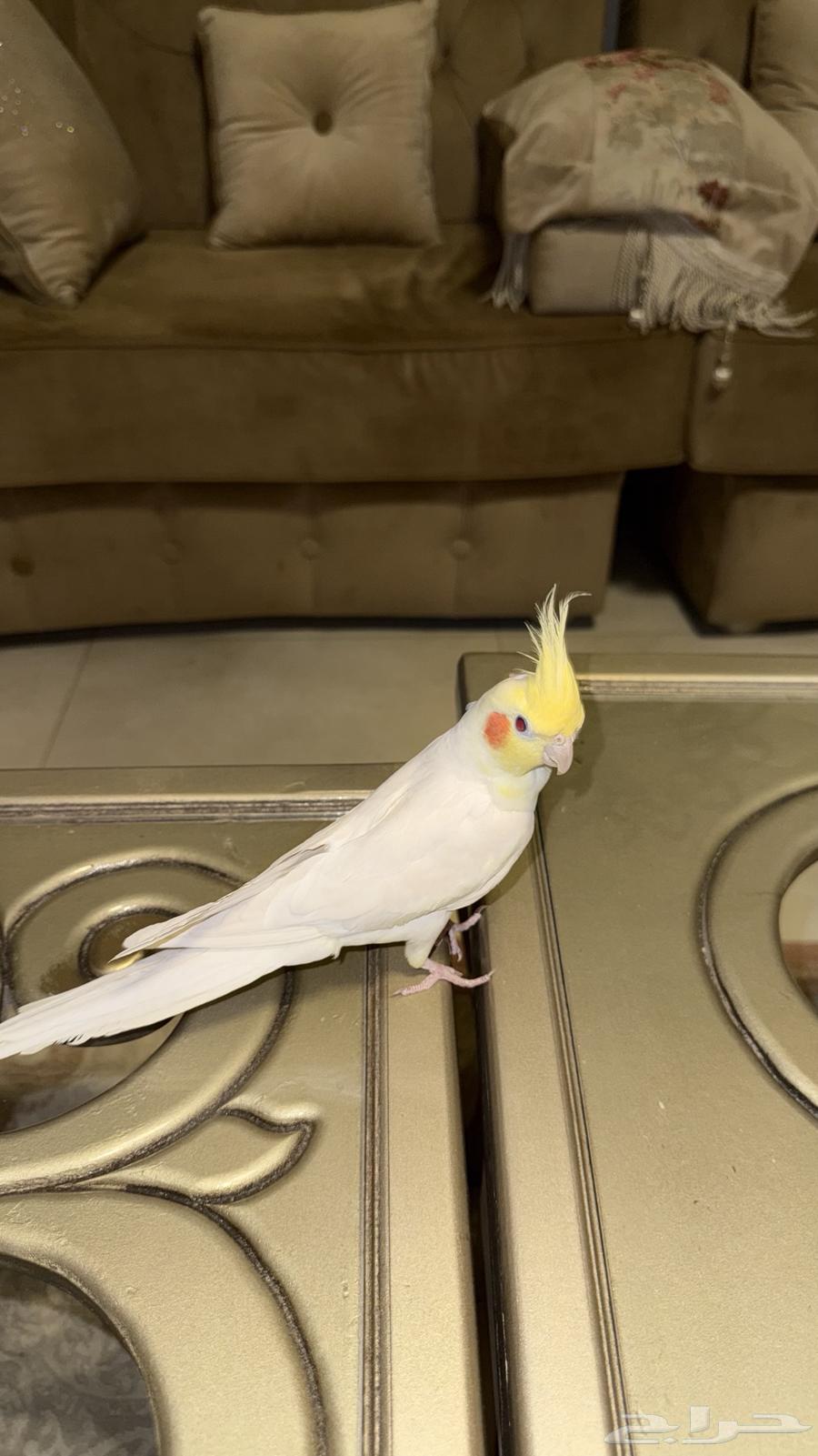 كروان لاتينو اليف64620255024387113