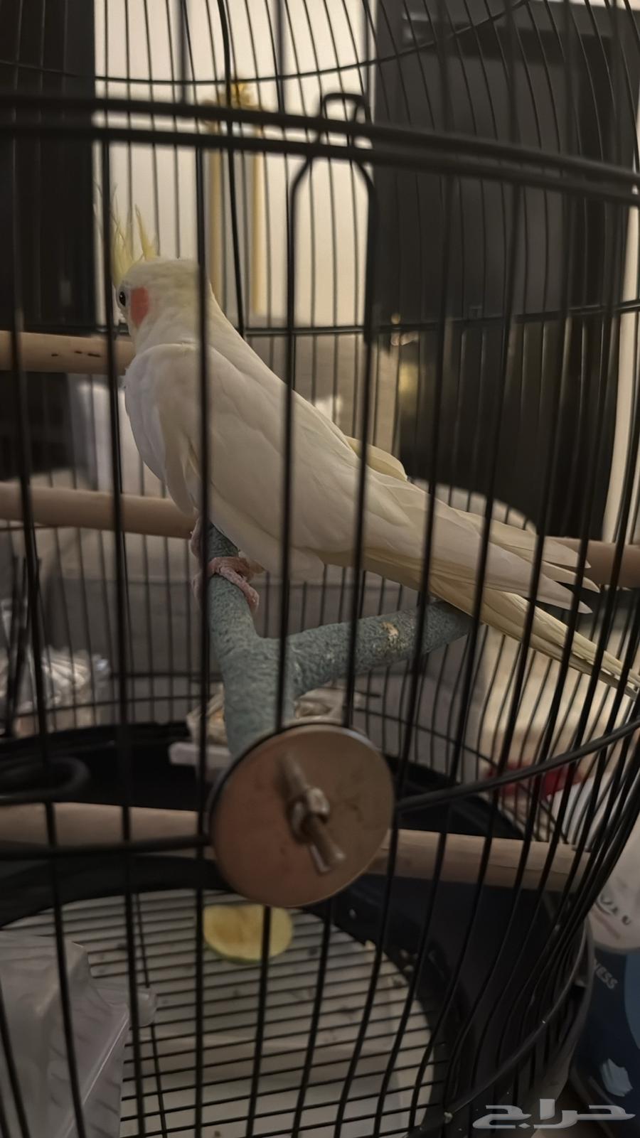 للبيع كراوان لاتينو جامبو64625062877443110