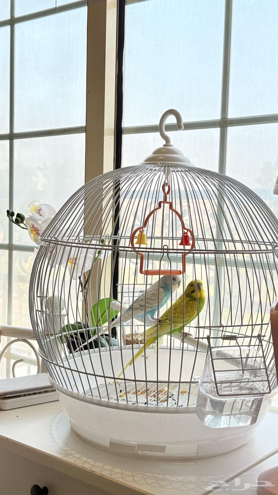 طيور البادجي كبل انثى وذكر شامل القفص والاكل64625197709186111