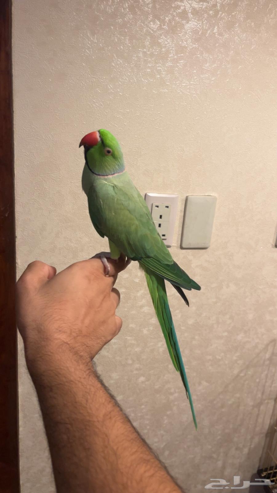 تم البيع تم البيع فحل دره64621204942722112