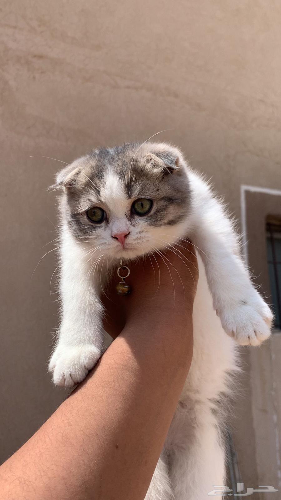 البيع قط سكواش فولد اليف64621167349250111